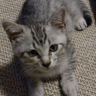 子猫　里親募集