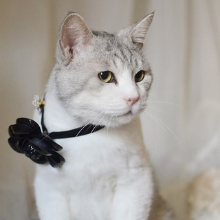 美猫のギン君　里親募集