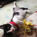 元気な子猫です