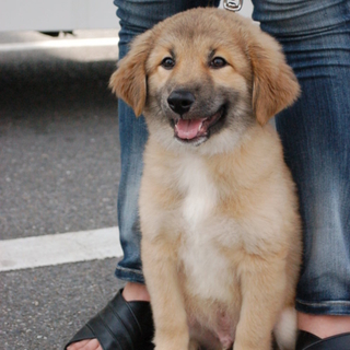 甘えん坊で賢いワンコ「けん」♂