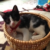 元気な子猫です サムネイル2