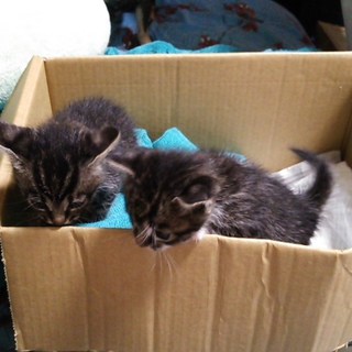 キジ柄ちゃん元気いっぱい姉妹