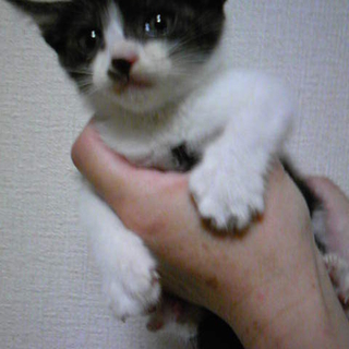 名駅の野良猫の子供を助けて下さい。４