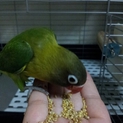 ボタンインコ