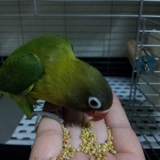 ボタンインコ