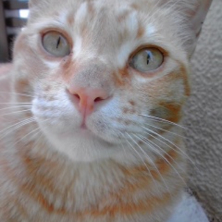 可愛がってくださる方お願いします。