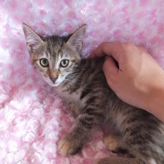 ★★小さいキジ子猫です。★★