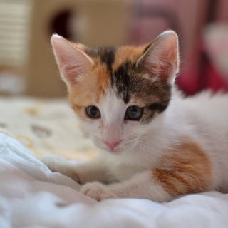 甘えん坊の三毛猫