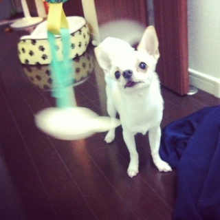 オスちわわ(^^) 1歳になったばっかりです。