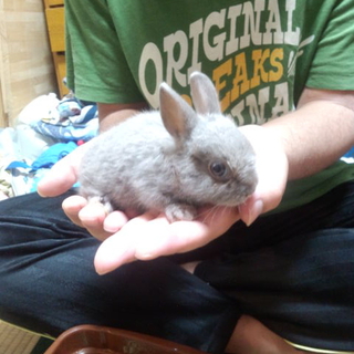 子ウサギのネザーラントの里親をさがしています。