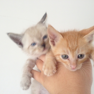 かわいい子猫の里親募集中