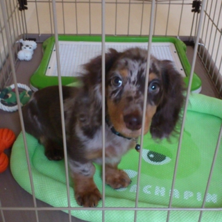 子犬の里親募集中