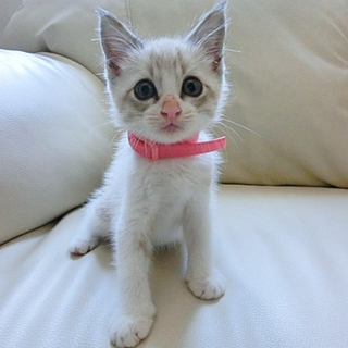 可愛い子猫ちゃんの里親さんを探してます
