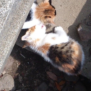 三毛猫の子猫  三匹！