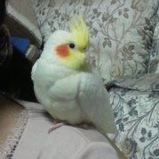 オカメインコのオス