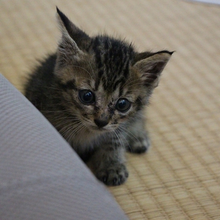 しまなみ海道で保護した子猫 - 里親決定しました