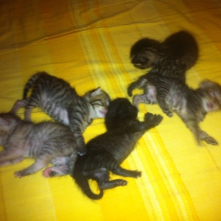 かわいい五匹の子猫ちゃんの里親募集！