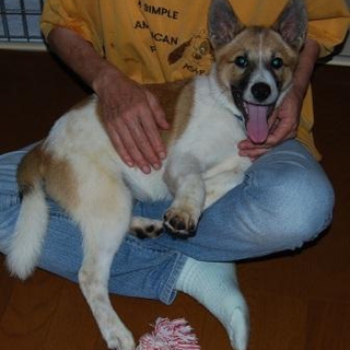 初めて飼う方にお薦め　ジョンくん