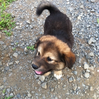 仔犬の里親募集してます。