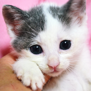 もう少しお母さんといさせたかった子猫の里親さん募集