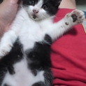 子猫の里親さま募集