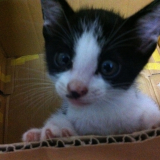 生後1ヶ月未満の子猫です！