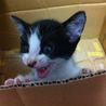 生後1ヶ月未満の子猫です！ サムネイル2