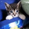 急募！元気な子猫ちゃん！ サムネイル2