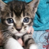 急募！元気な子猫ちゃん！ サムネイル3