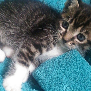 急募！元気な子猫ちゃん！