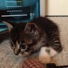 急募！元気な子猫ちゃん！ サムネイル6