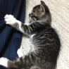 急募！元気な子猫ちゃん！ サムネイル7