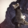 急募！元気な子猫ちゃん！ サムネイル5