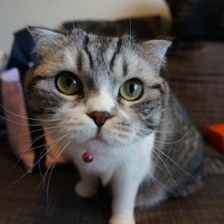 たれ耳まん丸顔のスコティッシュフォールド