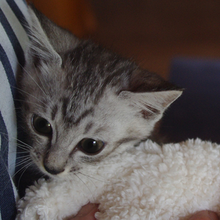 とっても可愛い子猫です！