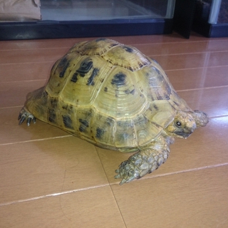 アラブギリシャリクガメ