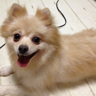 やさしい女の子のポメラニアンの里親募集
