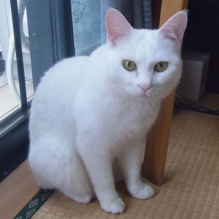 真っ白ねこ 甘えん坊のメス2歳