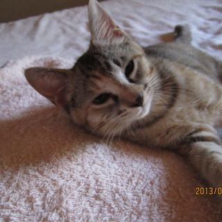 きなこちゃん、知り合いが飼い主になってくれました。