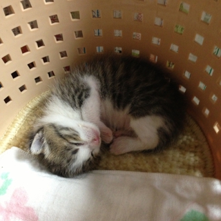推定6月下旬頃出生。健康な子猫です。