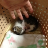 推定6月下旬頃出生。健康な子猫です。 サムネイル2