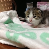 推定6月下旬頃出生。健康な子猫です。 サムネイル3