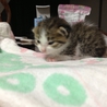推定6月下旬頃出生。健康な子猫です。 サムネイル4