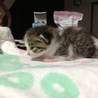 推定6月下旬頃出生。健康な子猫です。 サムネイル5