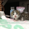 推定6月下旬頃出生。健康な子猫です。 サムネイル6