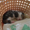 推定6月下旬頃出生。健康な子猫です。 サムネイル7
