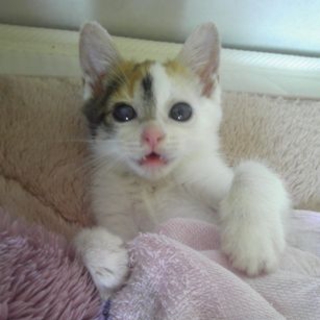 元気で人馴れ抜群な三毛猫