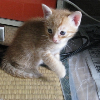 かわいいこの猫らの里親になってください