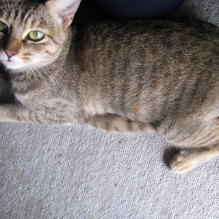 かわいいこの猫らの里親になってください