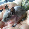 ブルーデグー♂の里親募集です☆
